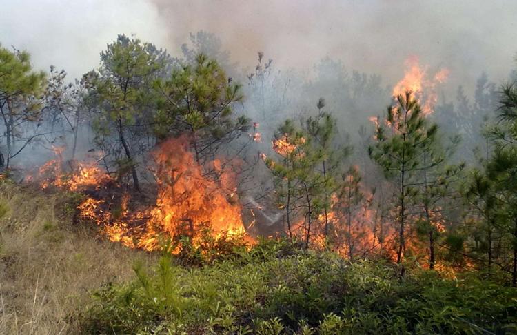 通宝TB222森林防火无线传输系统方案详解
