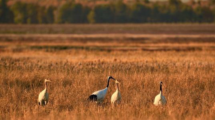通宝TB222无线网桥应用于柳州马步水库视频监控项目